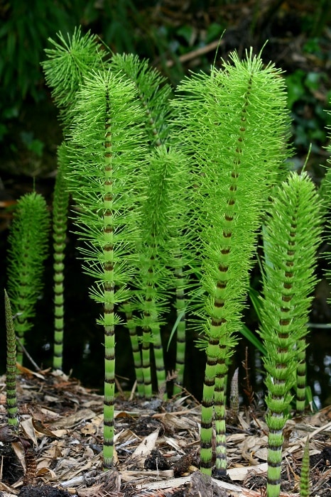 Horsetails