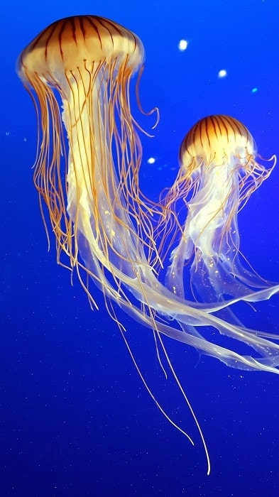 Jellyfish 