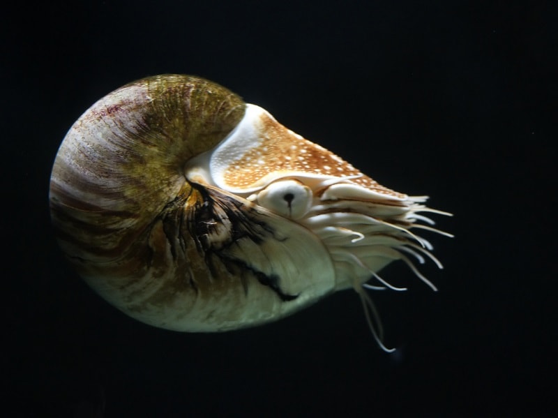  Nautilus