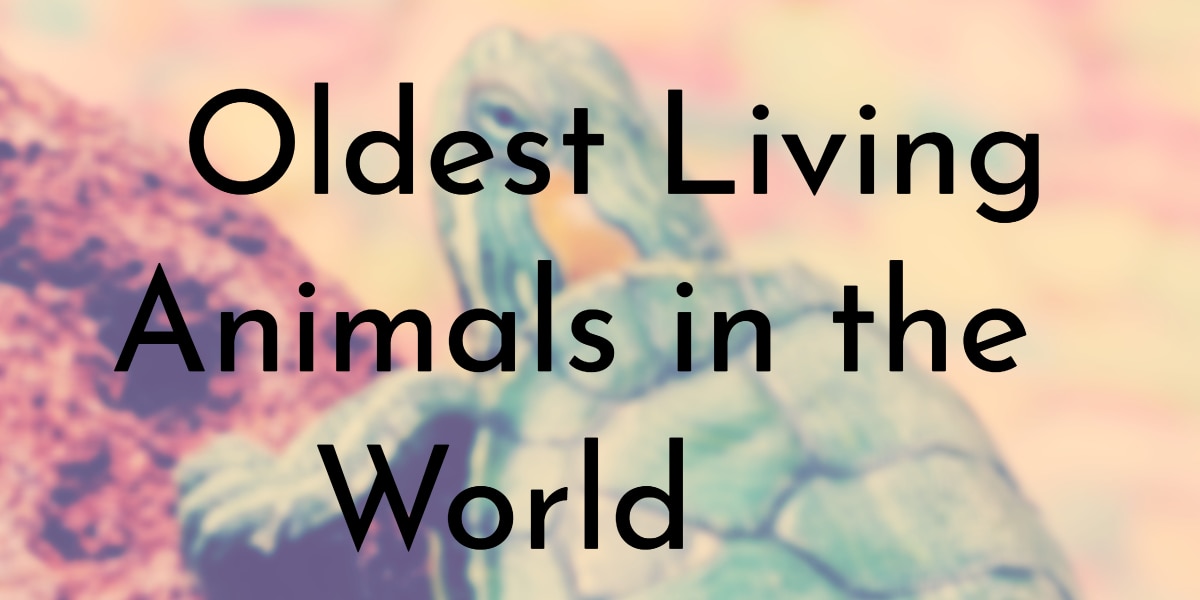 8 Oldest Living Animals in the World 8 Oldest Living Animals in the World