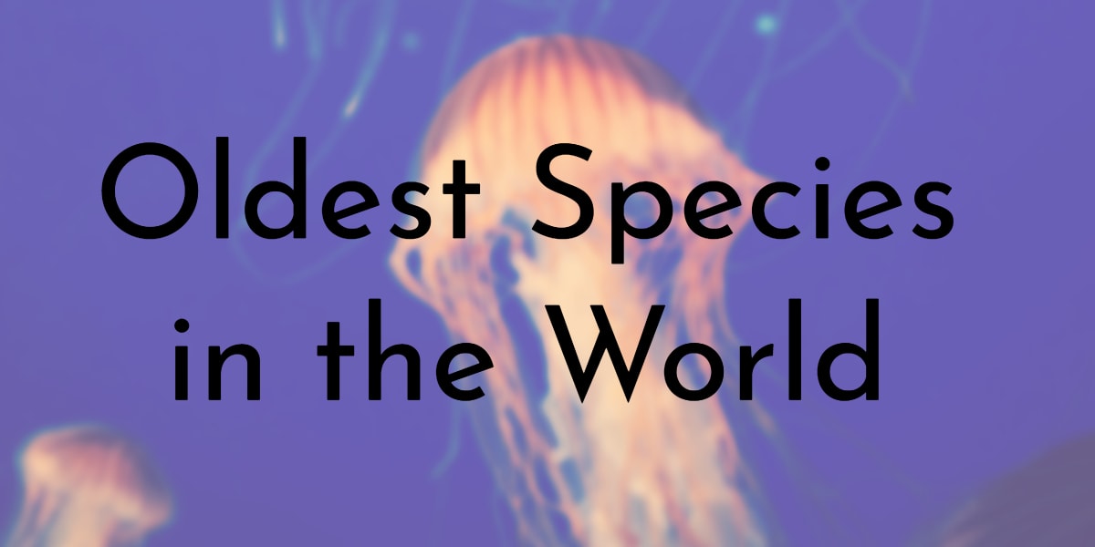 10 Oldest Species in the World 10 Oldest Species in the World