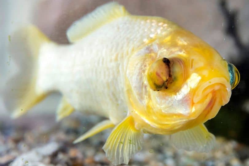 7 Oldest Goldfish that Ever Lived 