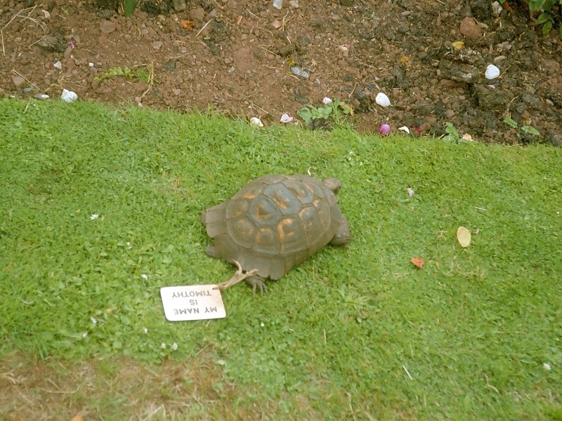 oldest animal age