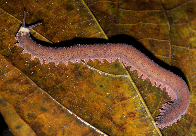 Velvet Worms 