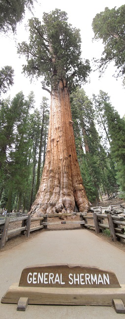 sequoia tree height