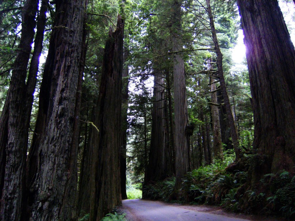9 Oldest Redwood Trees in United States