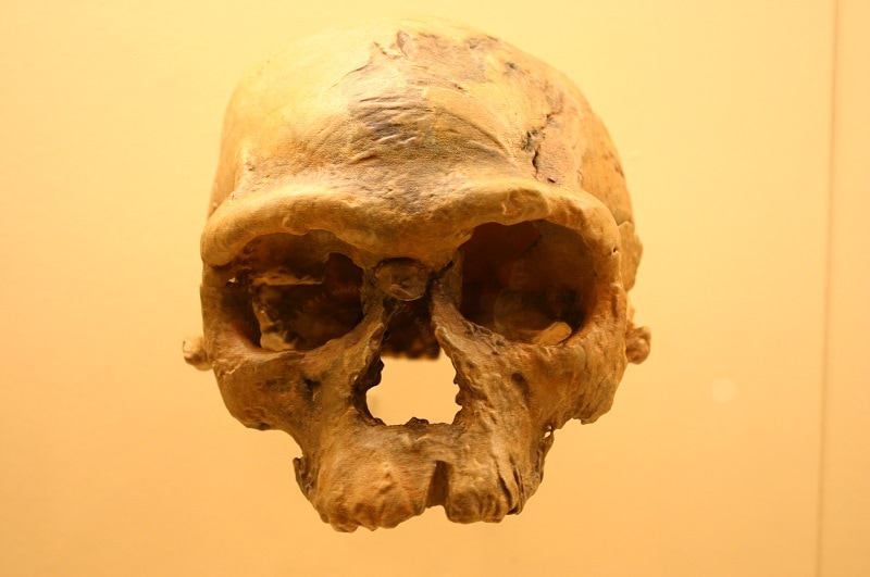 Jebel Irhoud Skulls