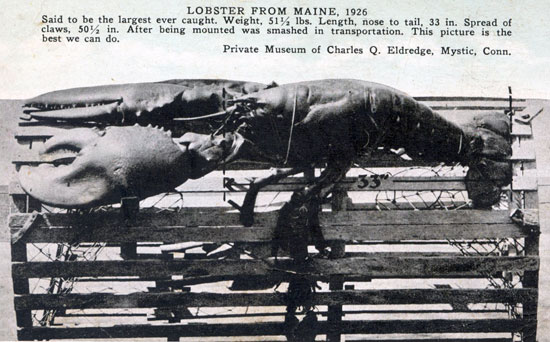 Largest Lobster from Maine