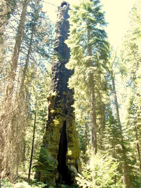 Muir Snag