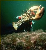 Official Heaviest Marine Crustacean