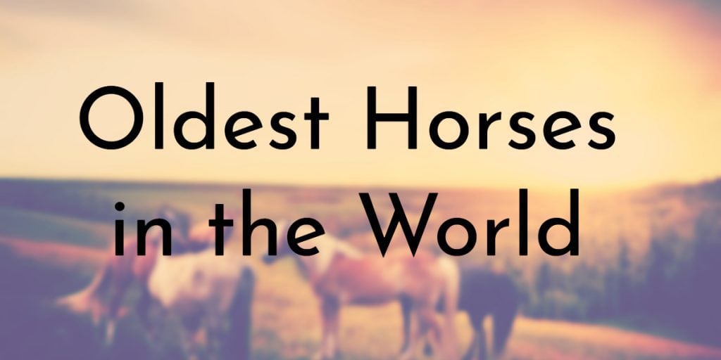 8 Oldest Horses In The World Oldest Org