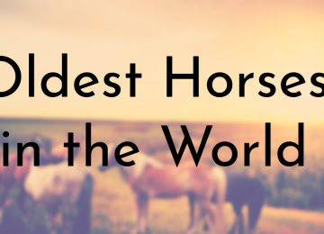 Oldest Horses in the World