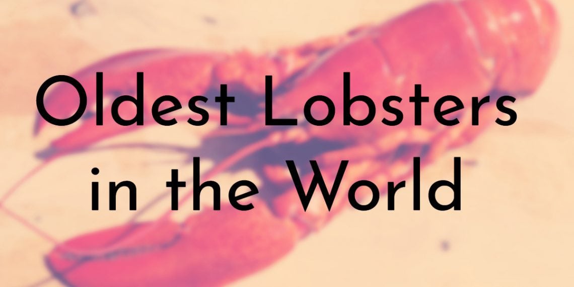 8 Oldest Lobsters in the World