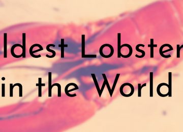 Oldest Lobsters in the World