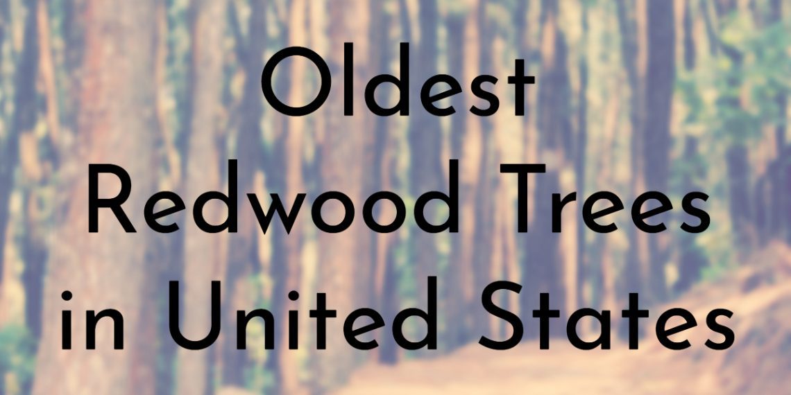9 Oldest Redwood Trees in United States