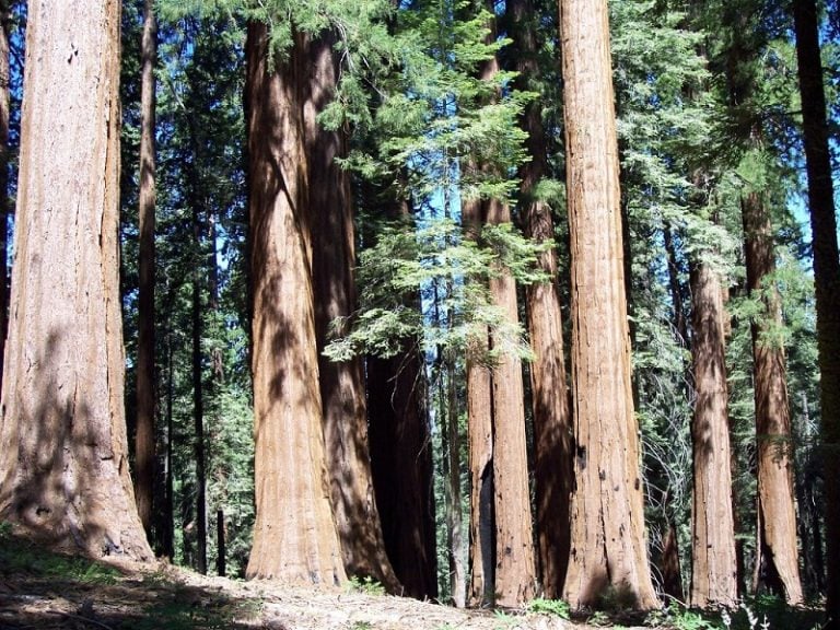 9 Oldest Redwood Trees in United States