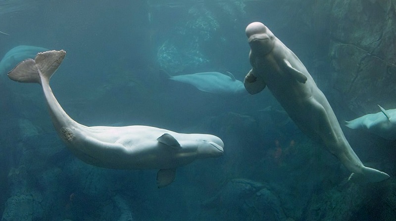 Beluga Whale