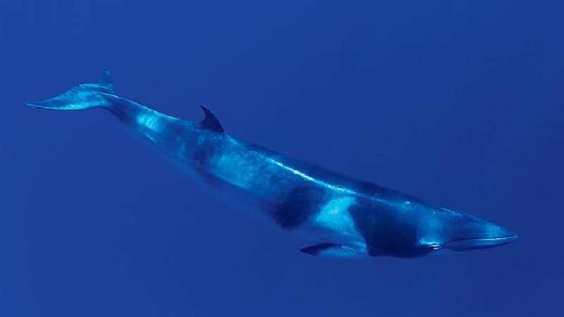 Common Minke Whale
