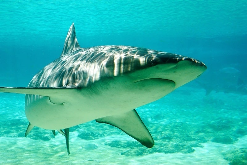 Dusky Shark