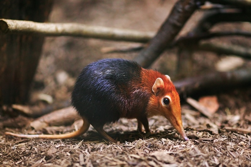 Elephant Shrew