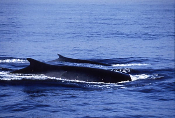 Fin Whale