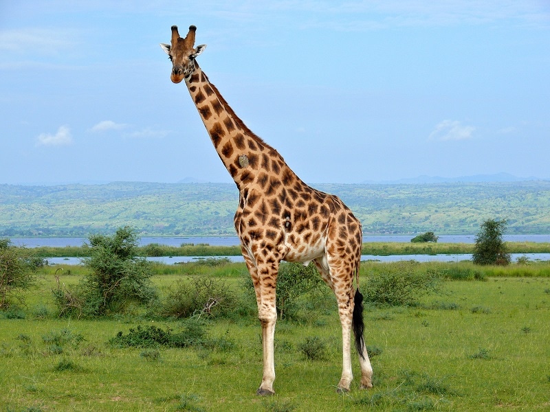 Giraffe