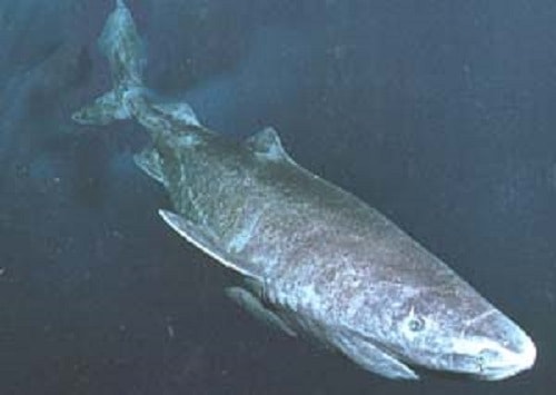 Greenland Shark