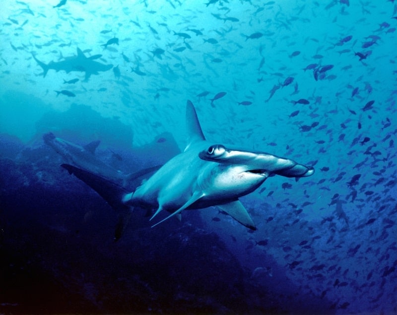 Hammerhead Shark