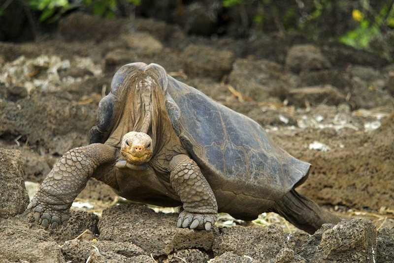 Lonesome George 