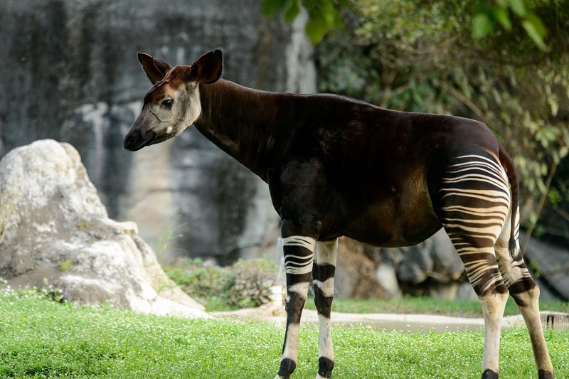 Okapi