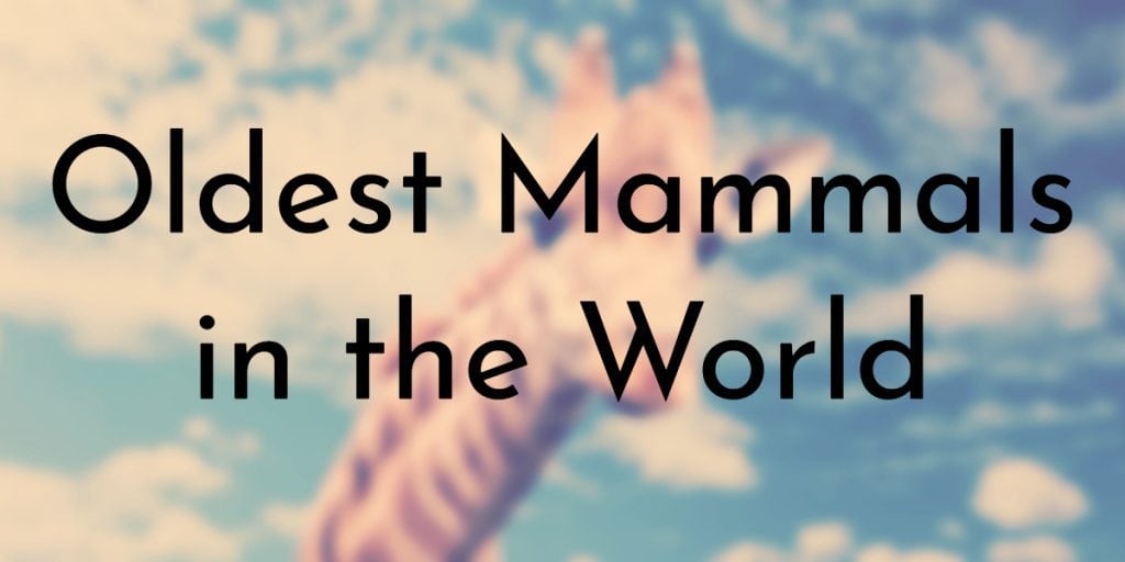 9 Oldest Mammals in the World 9 Oldest Mammals in the World