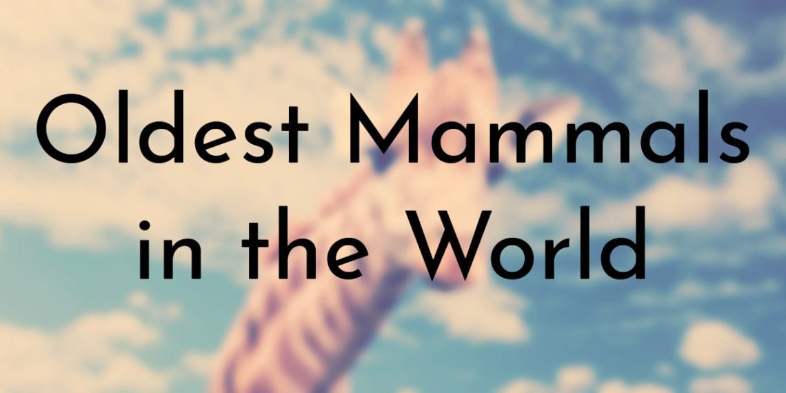 9 Oldest Mammals in the World