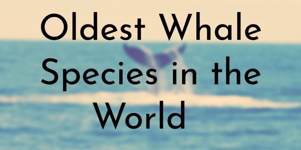 10 Oldest Whale Species in the World 