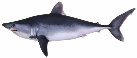 Porbeagle