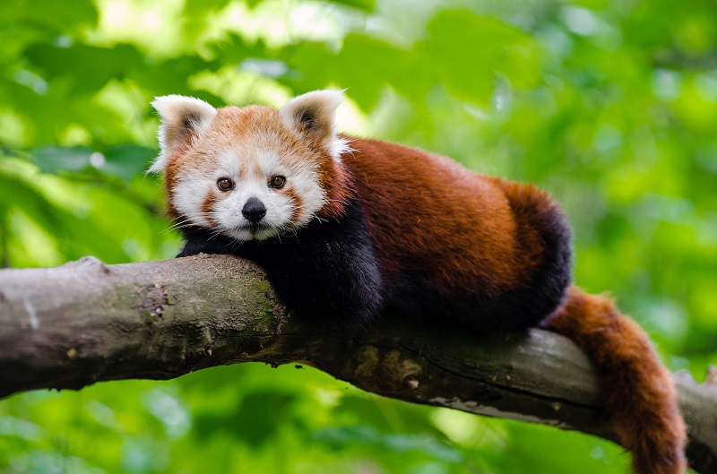 9 Oldest Mammals in the World 9 Oldest Mammals in the World
