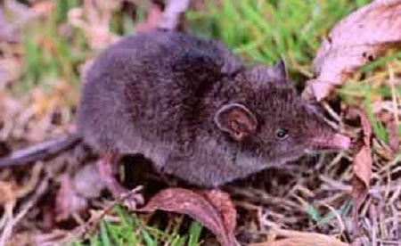 Shrew Opossum