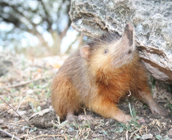 Solenodon