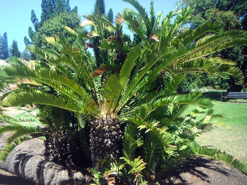 Cycads