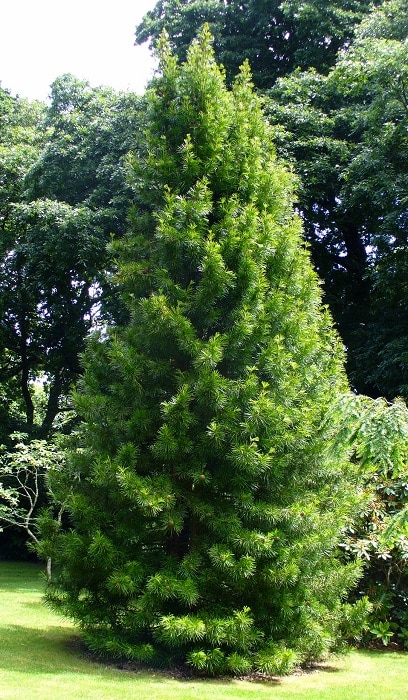 Japanese Umbrella Pine