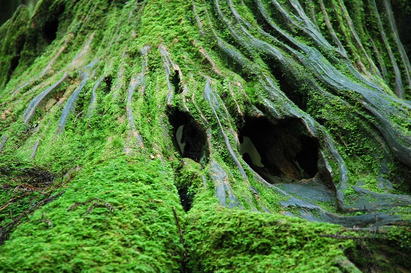 The secret world of moss, ancient ancestor of all plants and vital