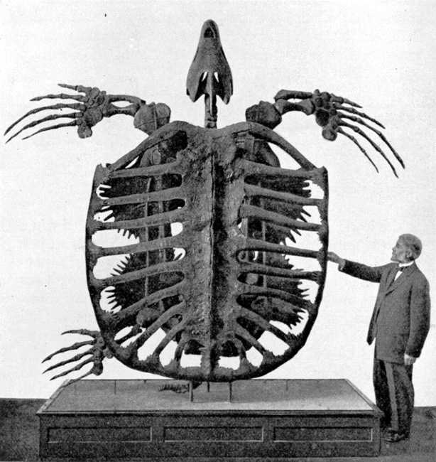 Archelon ischyros