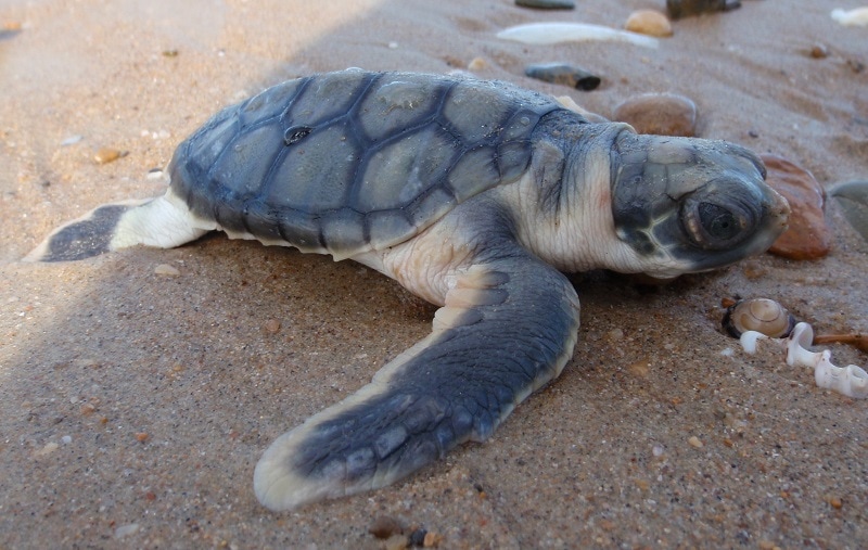 Flatback (Natator depressus)