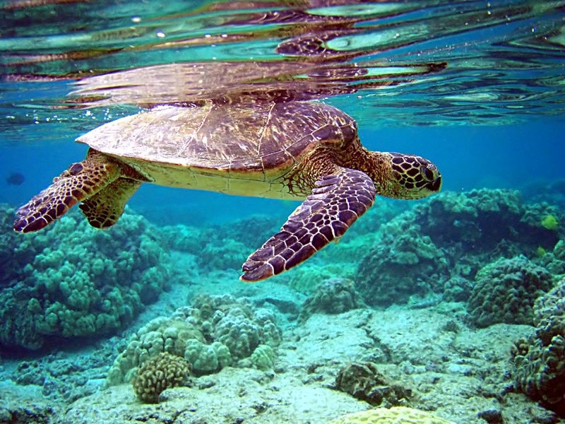 Green Turtle