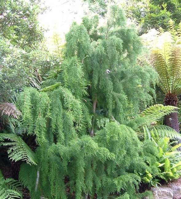 Huon Pine