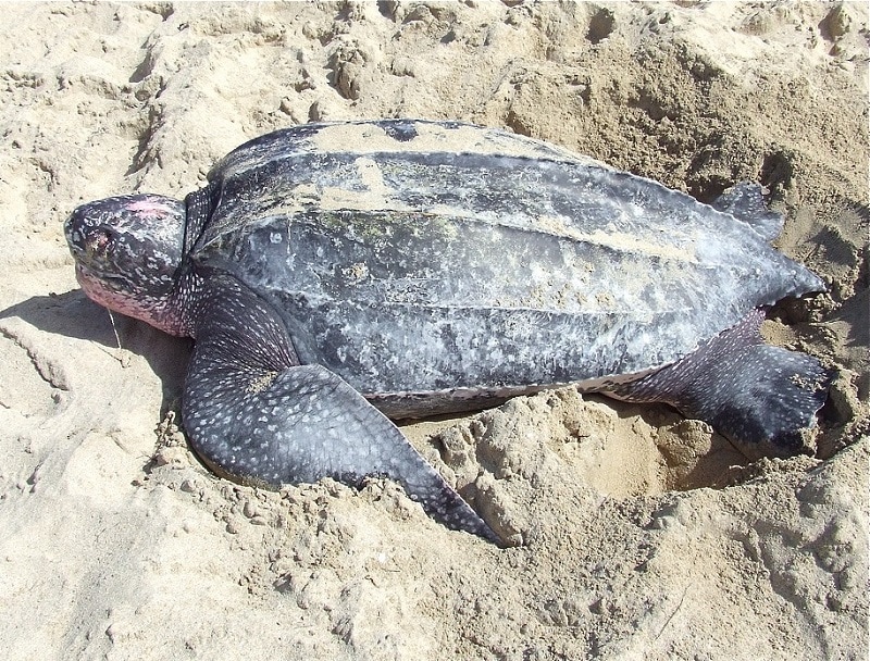 Leatherback Sea Turtle