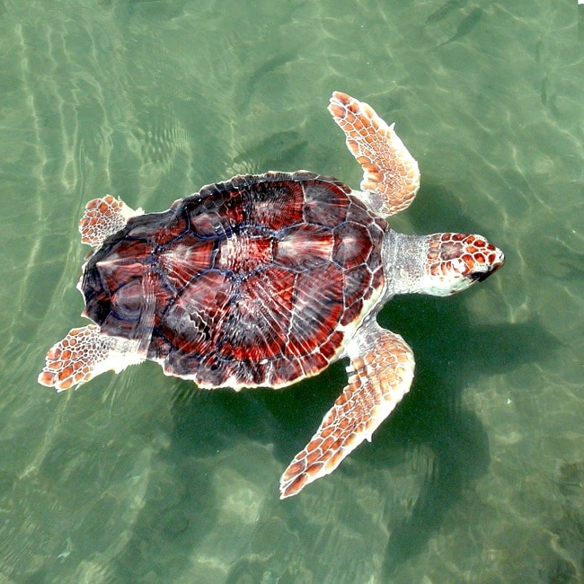 Loggerhead