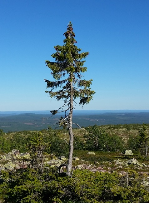 Old Tjikko