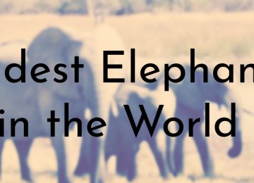 Oldest Elephants in the World