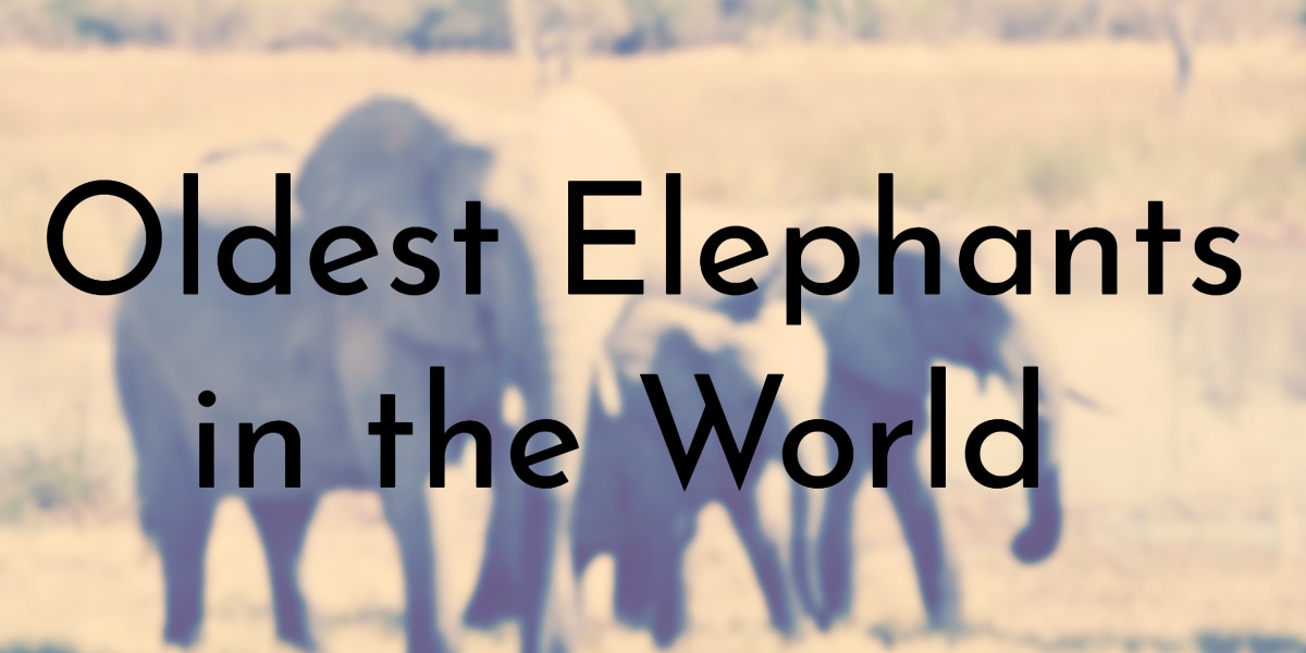 Oldest Elephants in the World