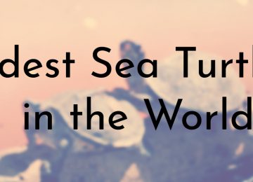 Oldest Sea Turtles in the World